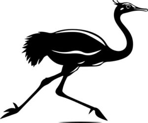 Ostrich Running