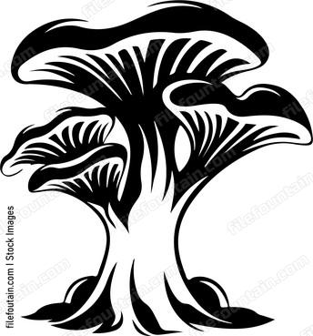 Oyster Mushroom