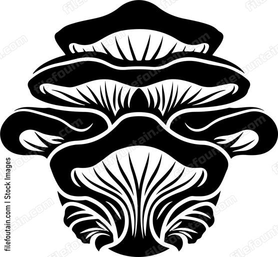 Oyster Mushroom