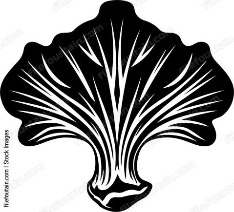 Oyster Mushroom