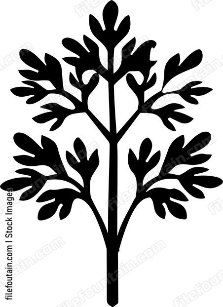 Parsley