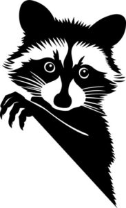 Peeking Raccoon