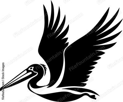 Pelican Flying