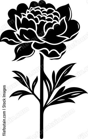 Peony Flower