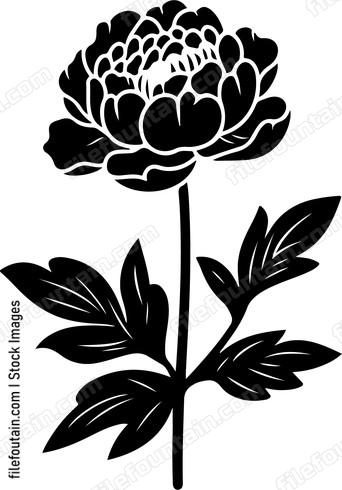 Peony Flower