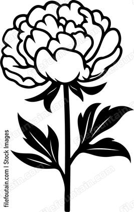Peony Flower