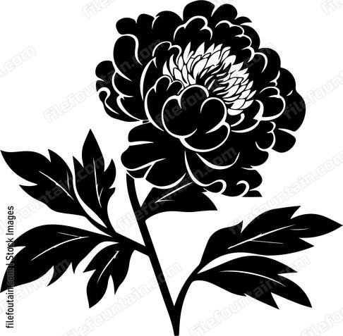 Peony Flower