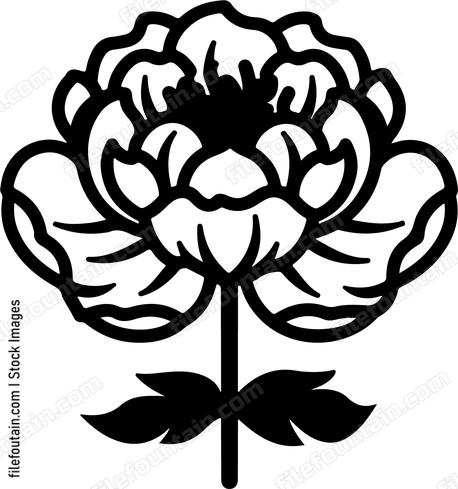 Peony Flower