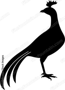 Pheasant