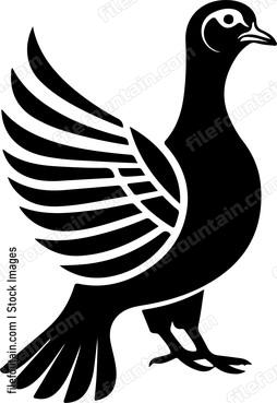 Pheasant