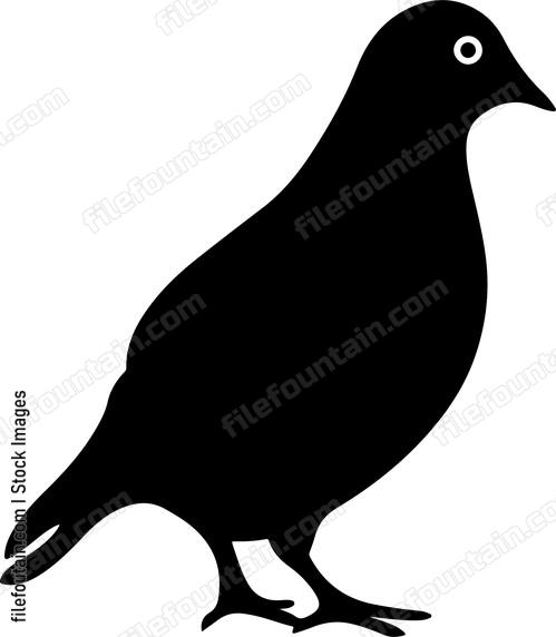 Pigeon