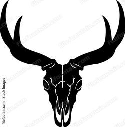 Pronghorn Skull