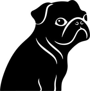 Pug