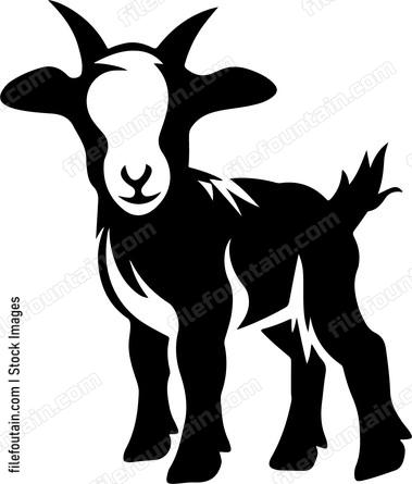 Pygmy Goat Baby