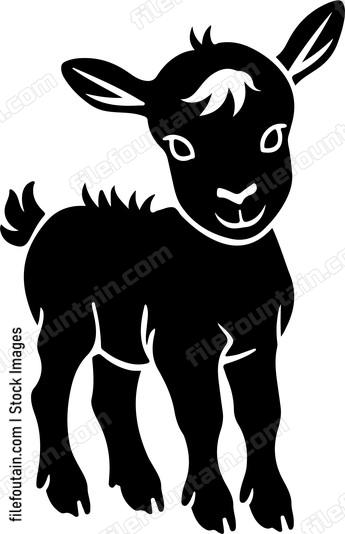 Pygmy Goat Baby