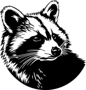 Raccoon