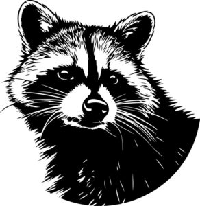 Raccoon