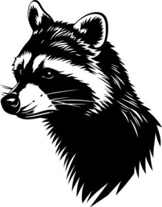 Raccoon