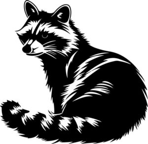Raccoon