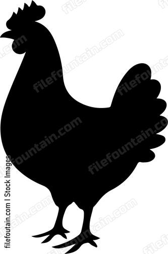 Raw Chicken