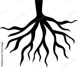 Roots