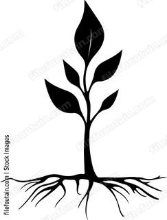Sapling Tree