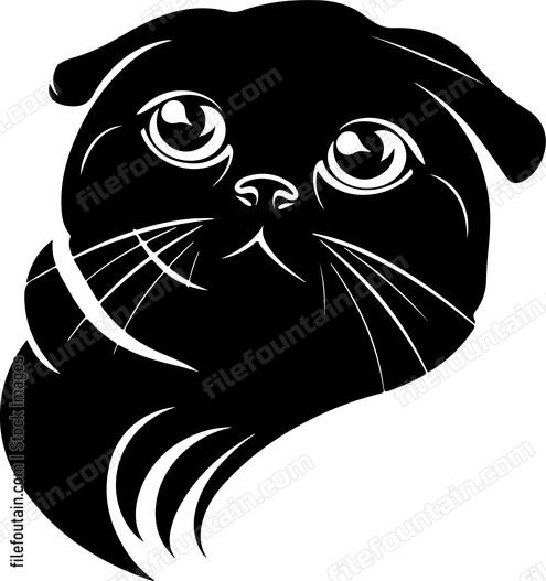 Scottish Fold