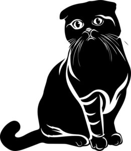 Scottish Fold Cat