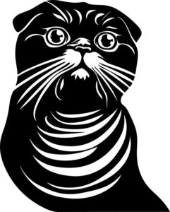 Scottish Fold Cat