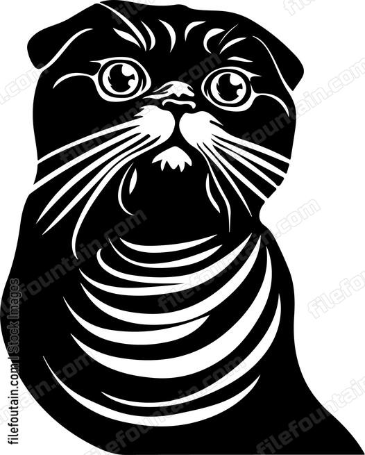 Scottish Fold Cat