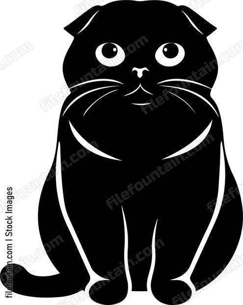 Scottish Fold Cat