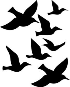 Sea Bird Flock