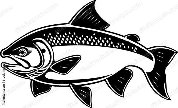 Sea Trout