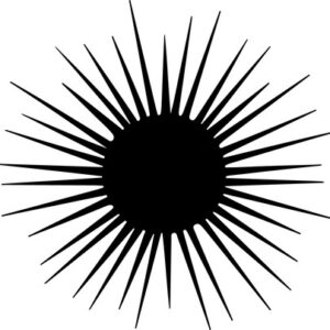 Sea Urchin