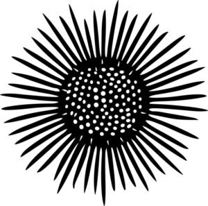 Sea Urchin