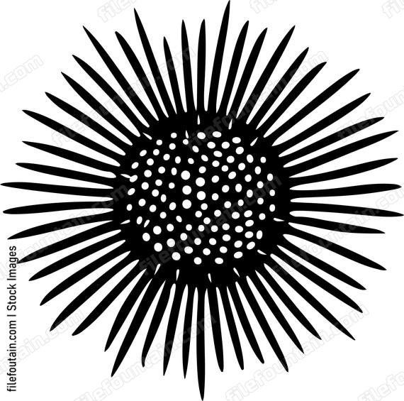 Sea Urchin