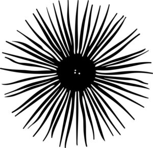 Sea Urchin