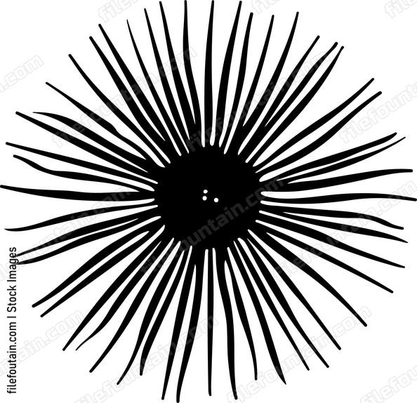 Sea Urchin