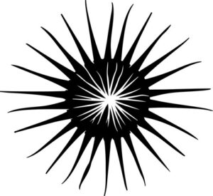 Sea Urchin