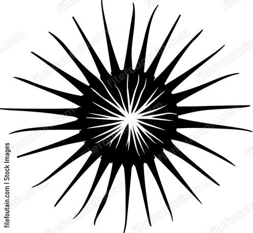 Sea Urchin