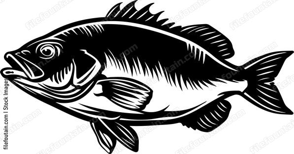 Seabass