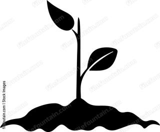 Seed Growing