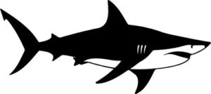 Shark
