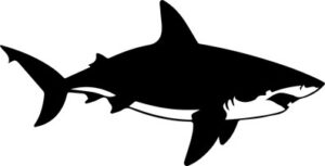 Shark Attacking Design