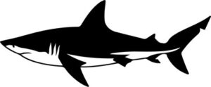 shark in silhouette