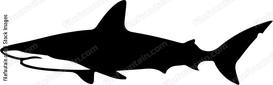 Shark Swimming Silhouette