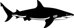 Shark Swimming Silhouette