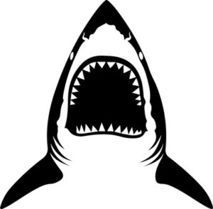 Shark Teeth