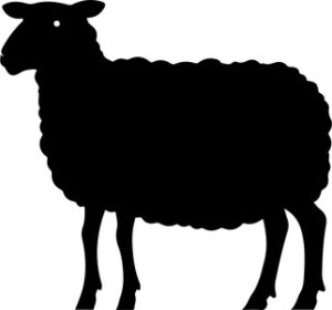Sheep