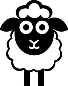 Sheep Staring